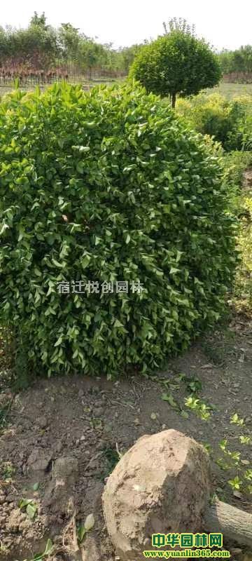 ���ն�����ì�򡢹ڷ�80-100�߸���ì��