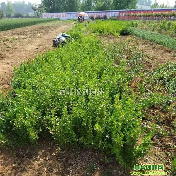 �����١�20-40���ַ����ٻ�ľ