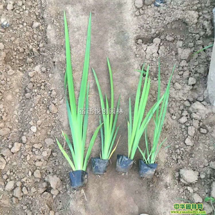 ���Թ�Ӧ����ֱ��������С��