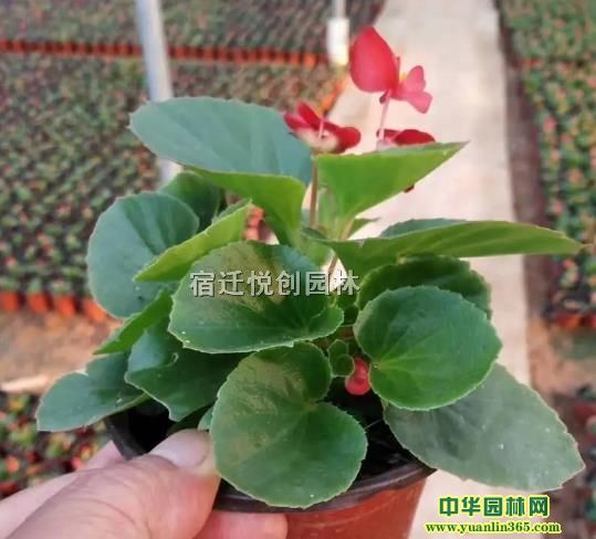 10-15�����ļ����Ļ�ľ