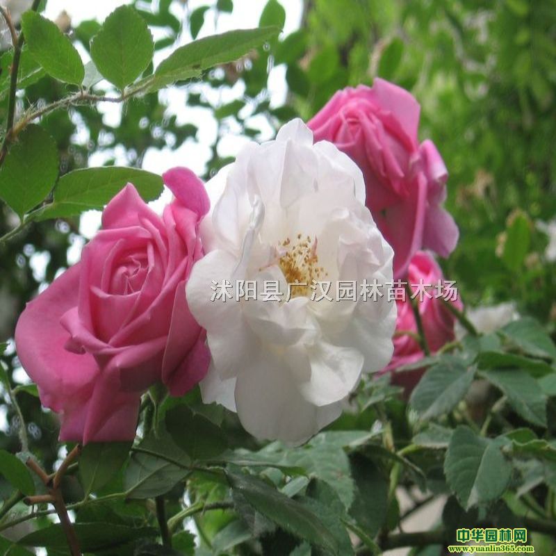Ǿޱ����ؽ��մ���Ǿޱ���ֻ�����