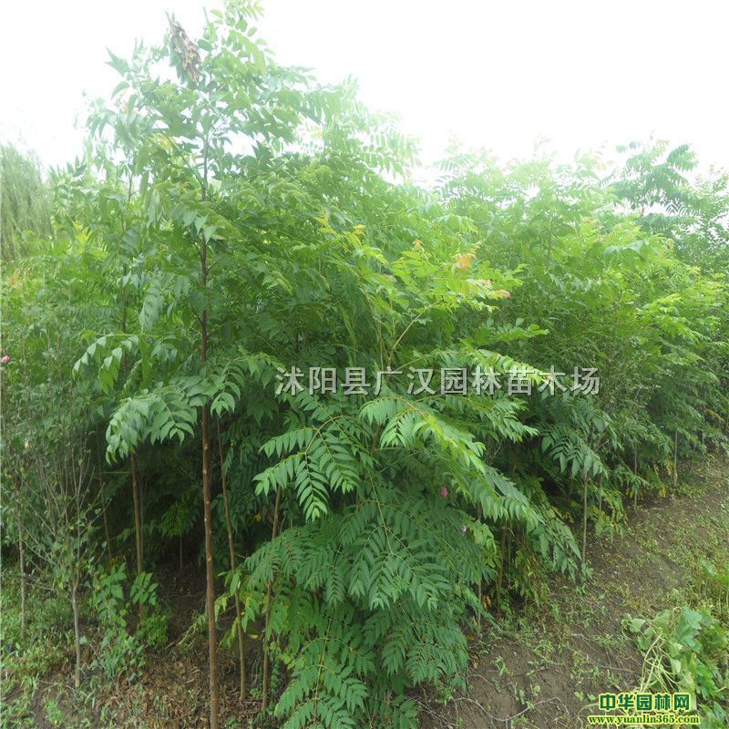��鬻��ؽ��պ�������ֻ�����