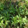 ������Ҷ������ľ