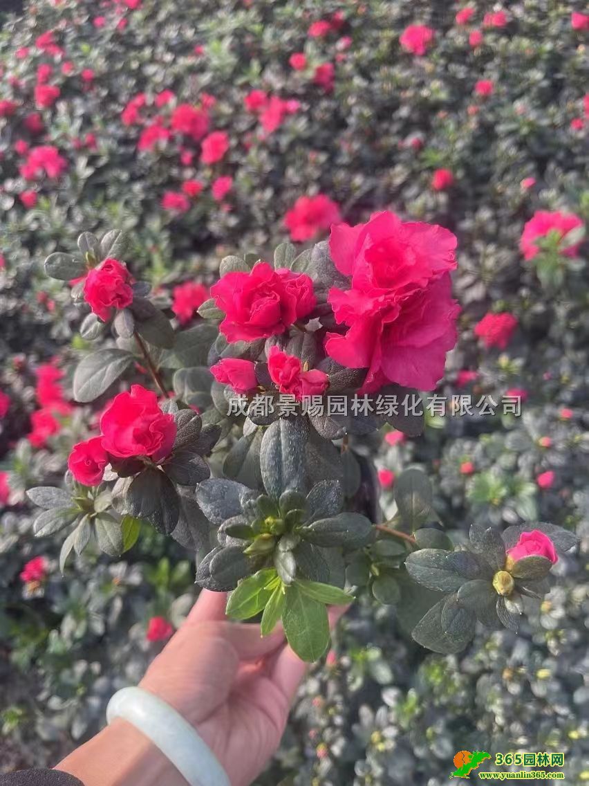 15-25��������鹤���硢�����1316���������������