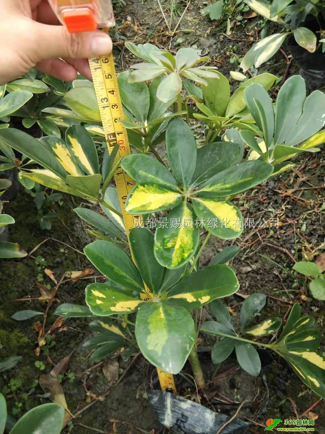 ��ҶѼ��ľ���ء�������ҶѼ�Ŵ󱭡�30-40�߻�ҶѼ��ľ����