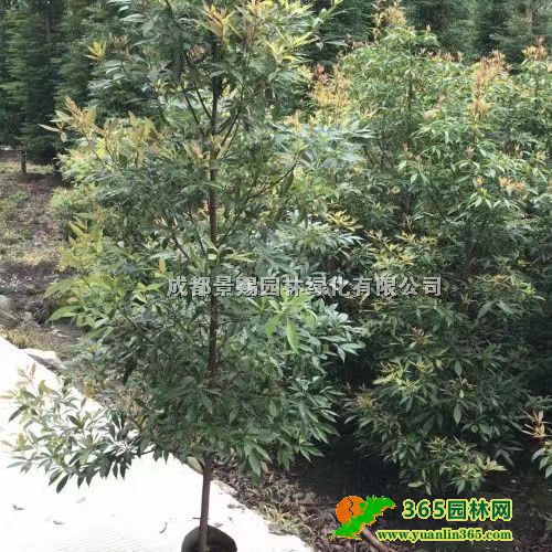 1.5�׸���骱��硢13������������ء����С������