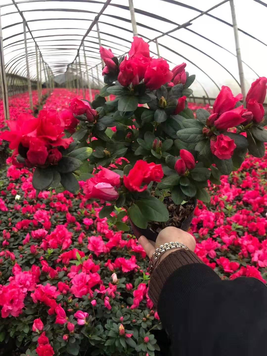 �������ء�������Ӧ20-25�������С��������ž������