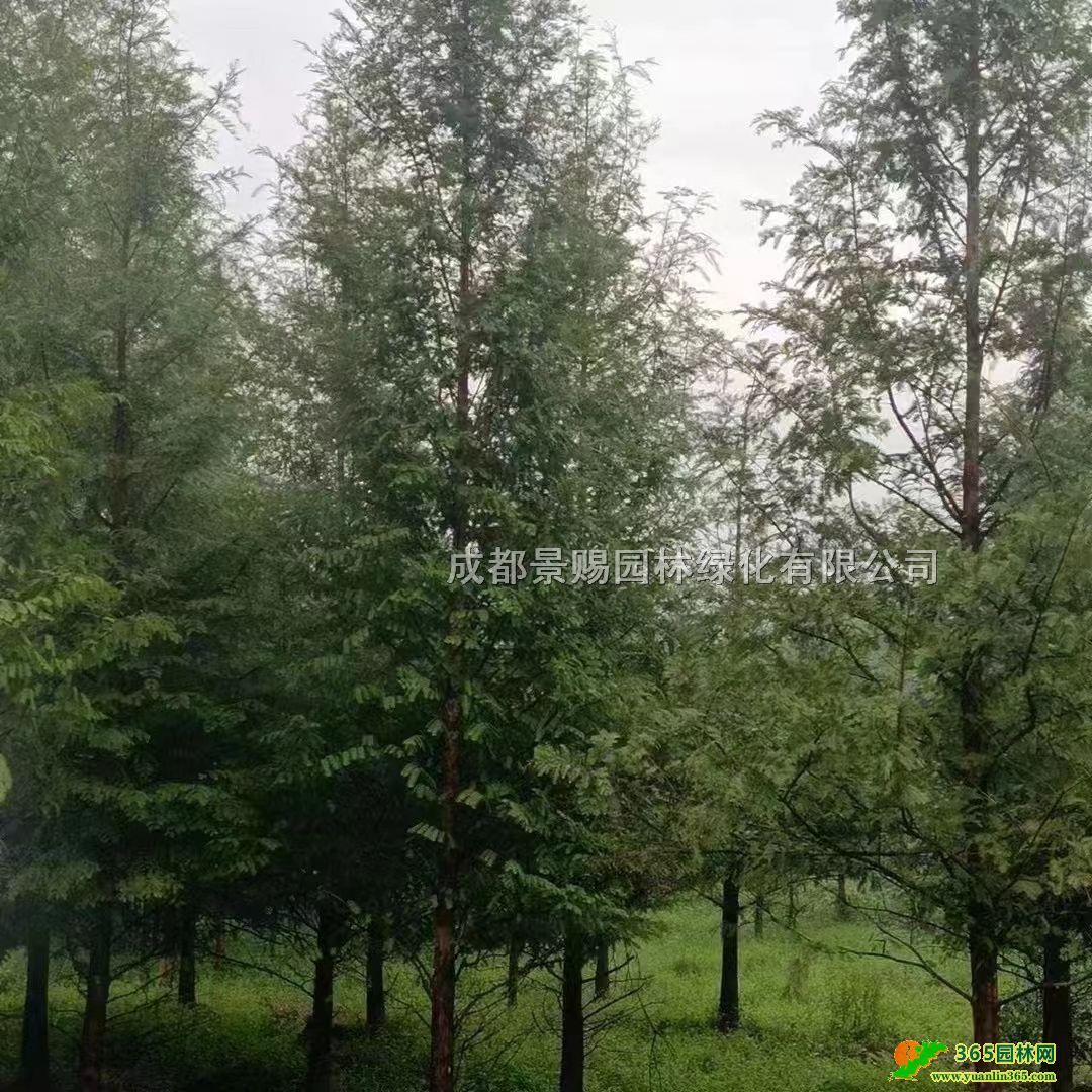 �Ĵ��ɶ�ˮɼ����������ˮɼ�����硢ˮɼ������ˮɼ�۸�