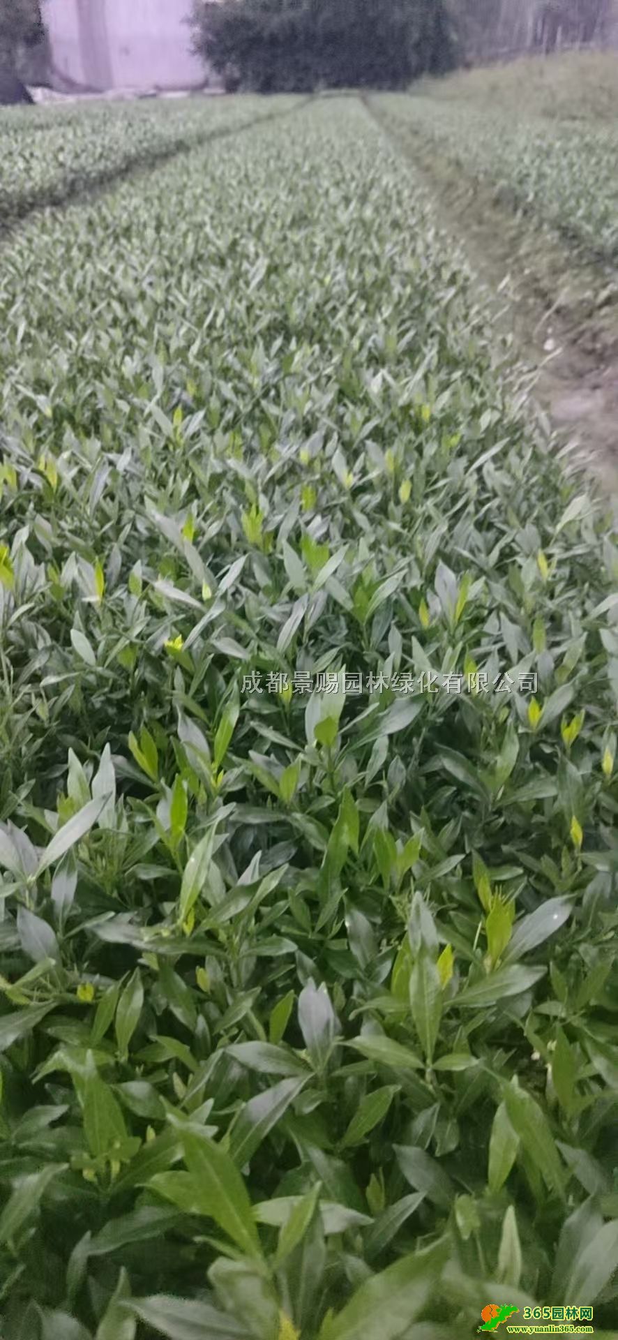 20-25�ߺ����ӱ�����硢30�ߺ����Ӵ�С���������ӻ���