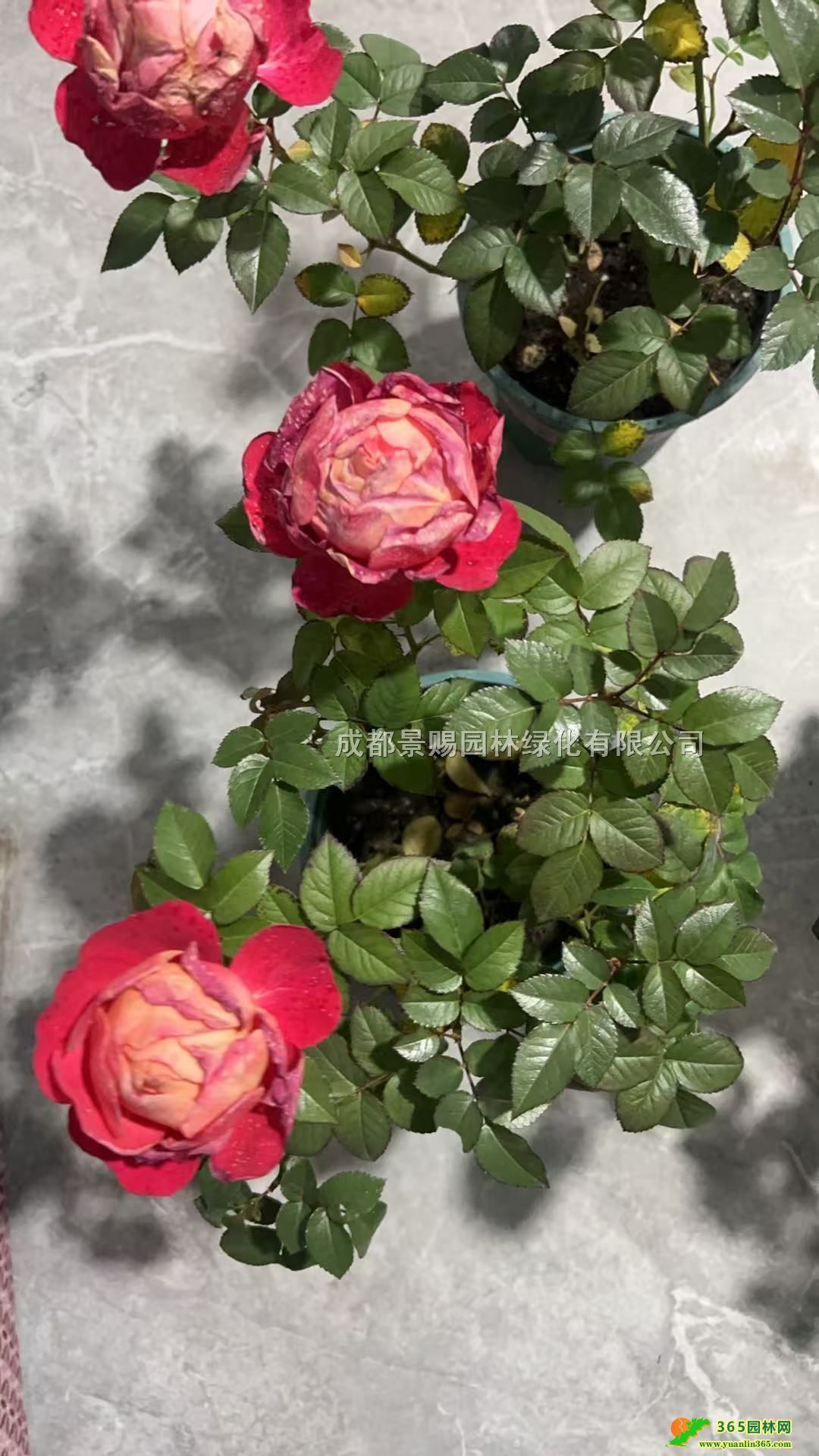 25����-35����ŷ��������ŷ�»��ز��ء�ŷ�±�����