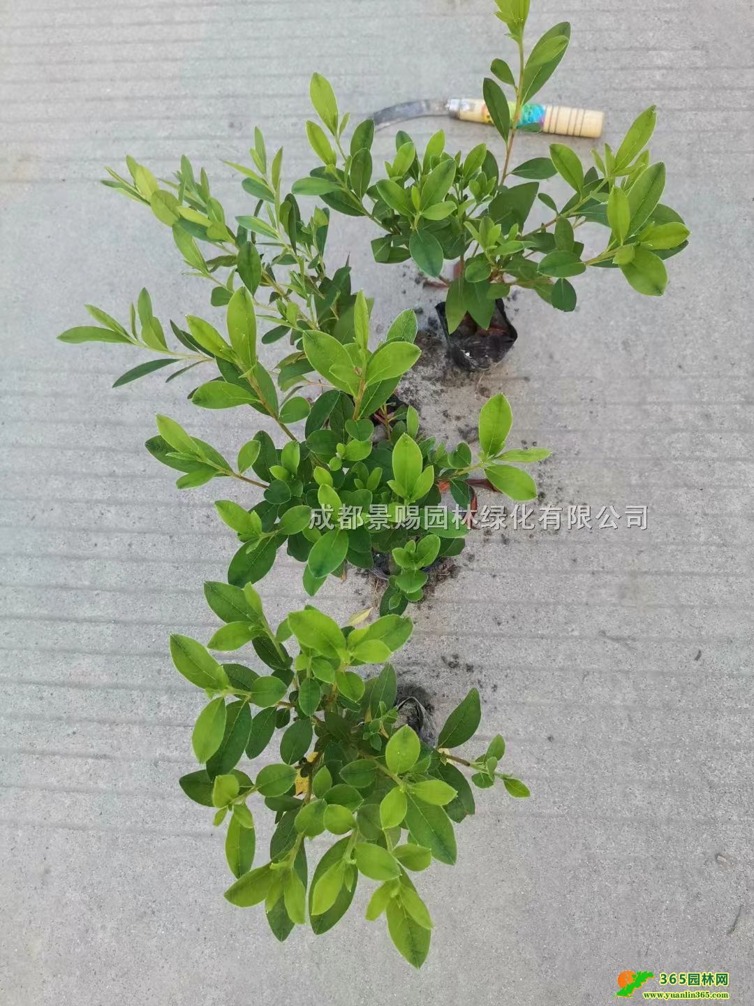 12��ë��С�硢ë��������ë�鹤���̻��硢ë�����