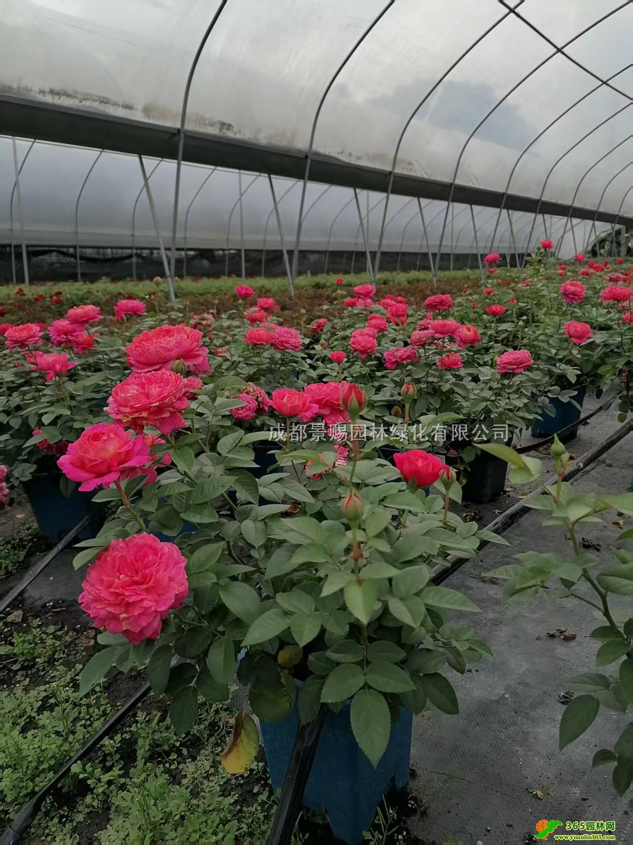 ��Ʒŷ�±��硢ŷ�²��ء�ŷ�¹����硢16��ŷ�¼��ر�