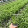 20-80���ֺ�ɡ�����ӡ���ɡ�ݳ�Ʒ����ء���ɡ������
