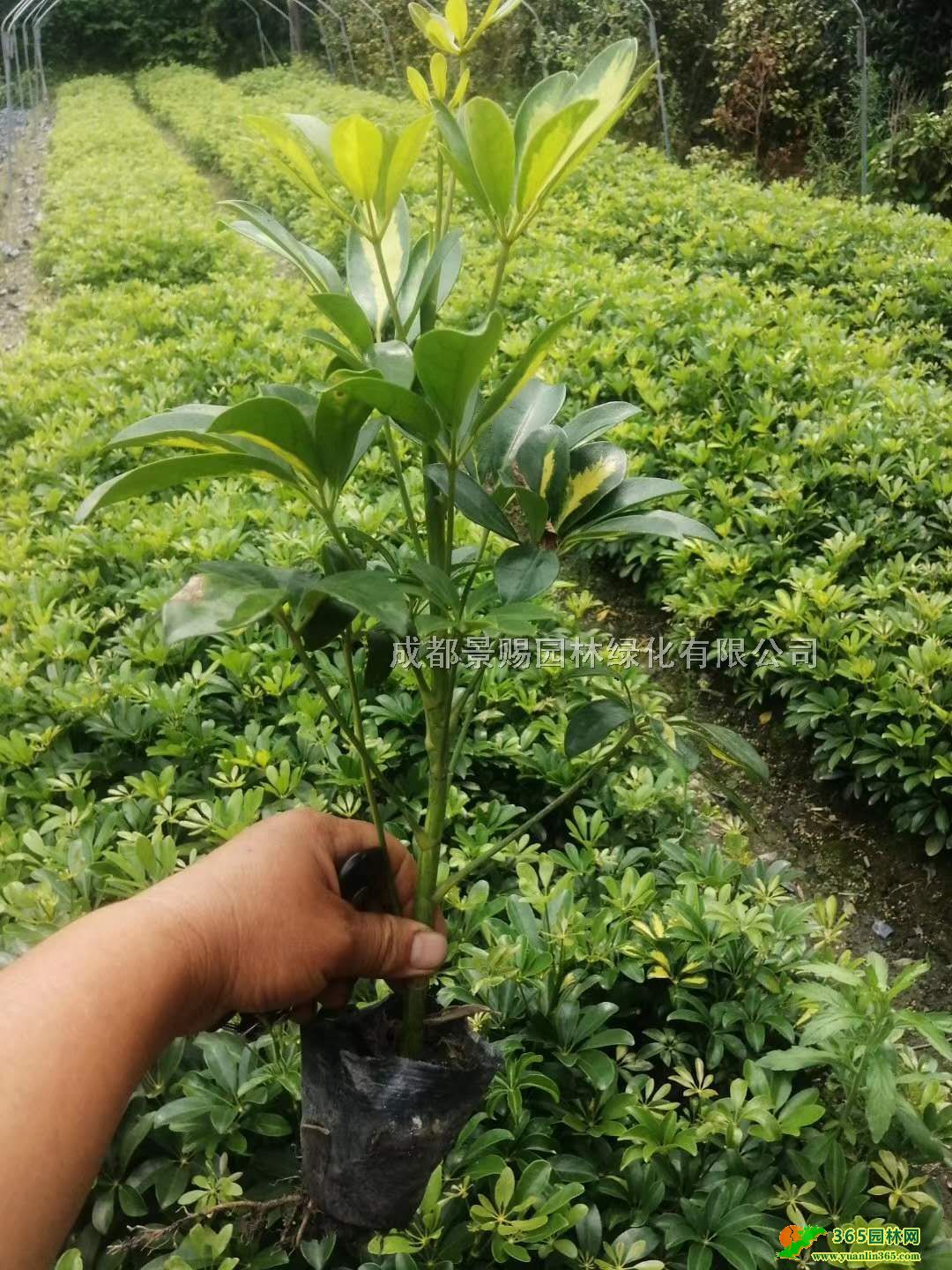 40-50����Ѽ��ľ�������ۡ�Ѽ��ľ���ء��ɶ�Ѽ��ľ
