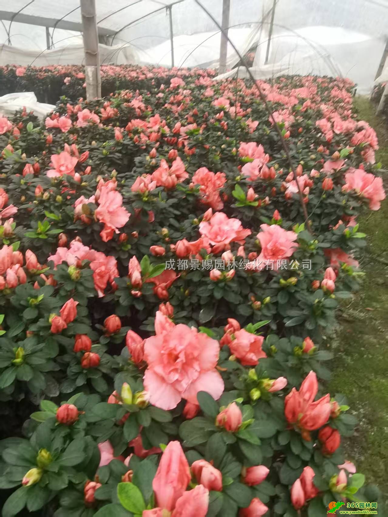 20-30������ž��С���͡�����ž�����������ۻ��ž�