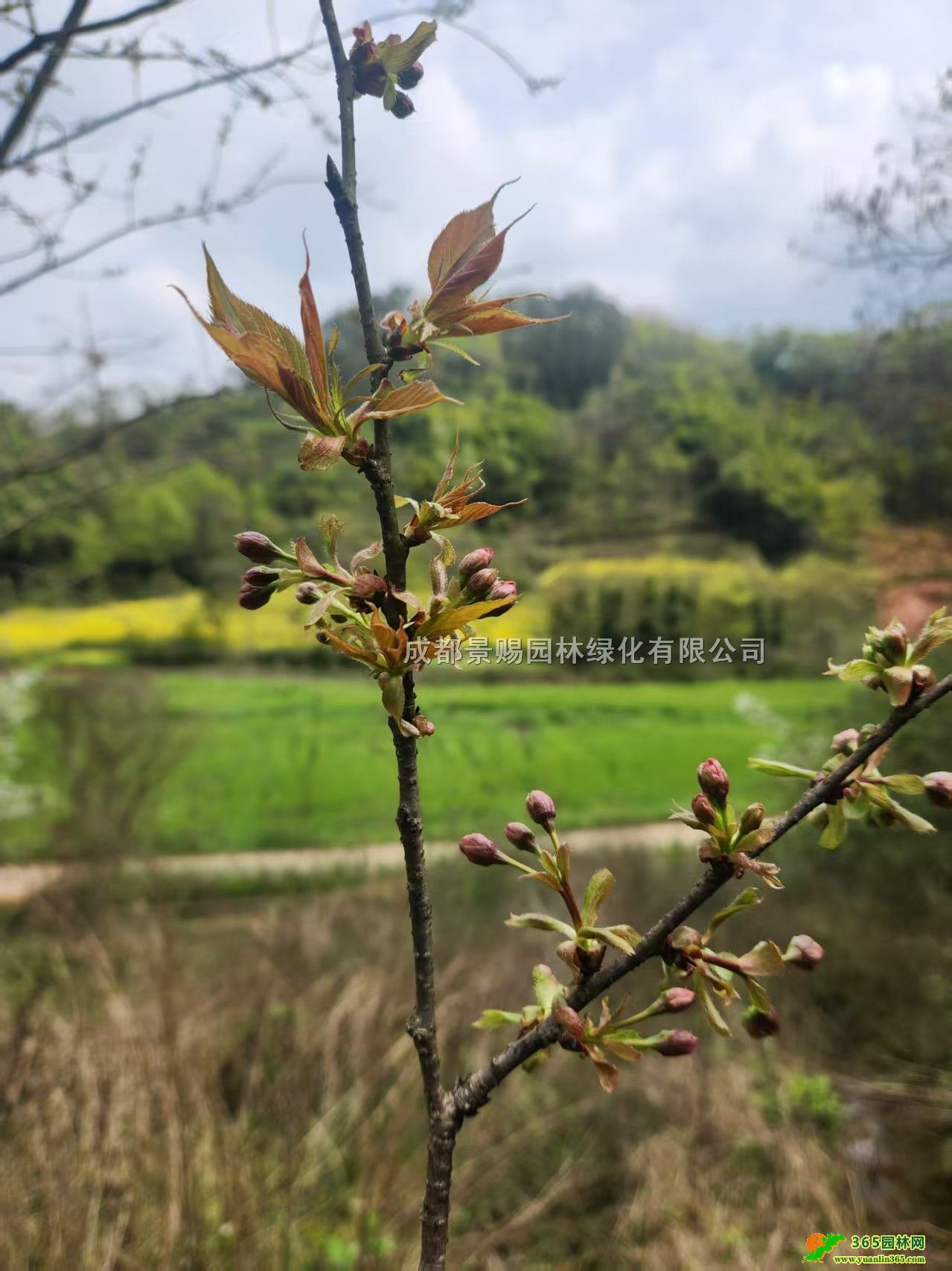 ������ӣ�������硢������ӣ�����ؼۡ�������ӣ������