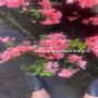 18������鹤���硢������С�����������������