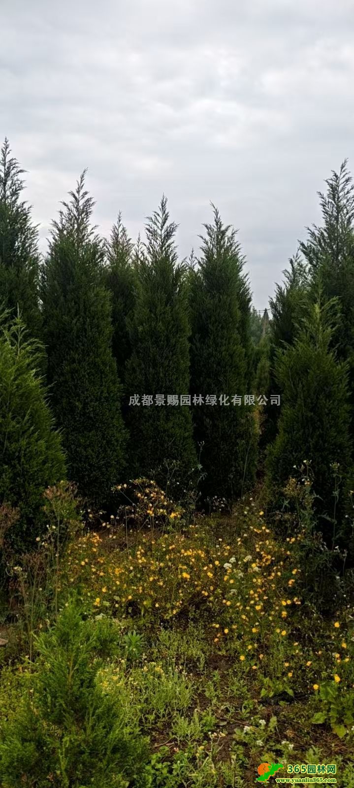 2�׸����ع����硢���ص��硢���ش��硢�Ĵ�����������