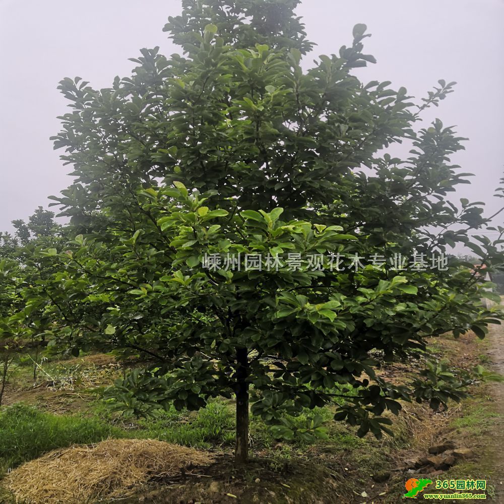 ��Ӧ������1-15����