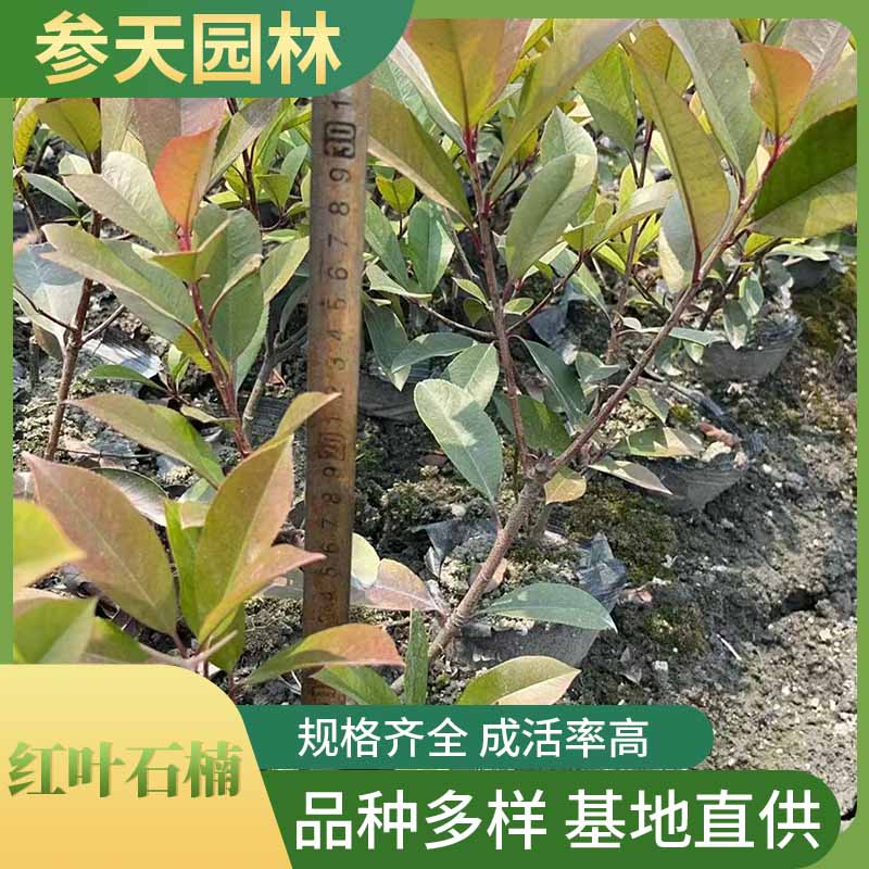 ��Ҷʯ骡���Ҷʯ骹�Ӧ���ء��߶ȹڷ�30-60����