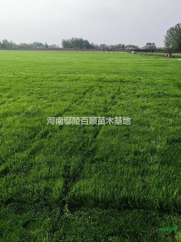 果岭草草坪、果岭草草坪基地、果岭草草坪价格、果岭草草坪批发