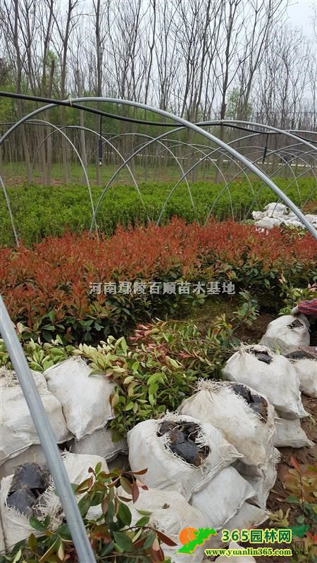 ��Ҷʯ骡���Ҷʯ骼۸񡢺�Ҷʯ骳��ҡ���Ҷʯ�С����