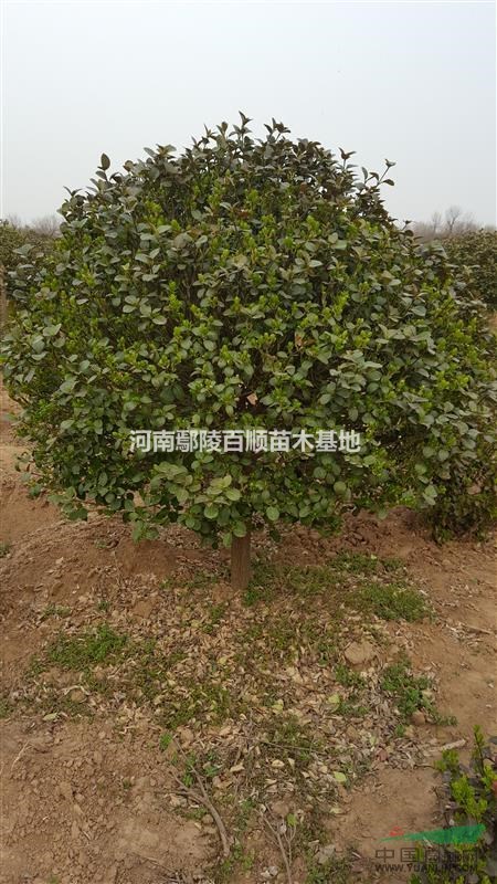 �߸���ì�򡢸߸���ì��۸񡢸߸���ì�������߸���ì��8-15