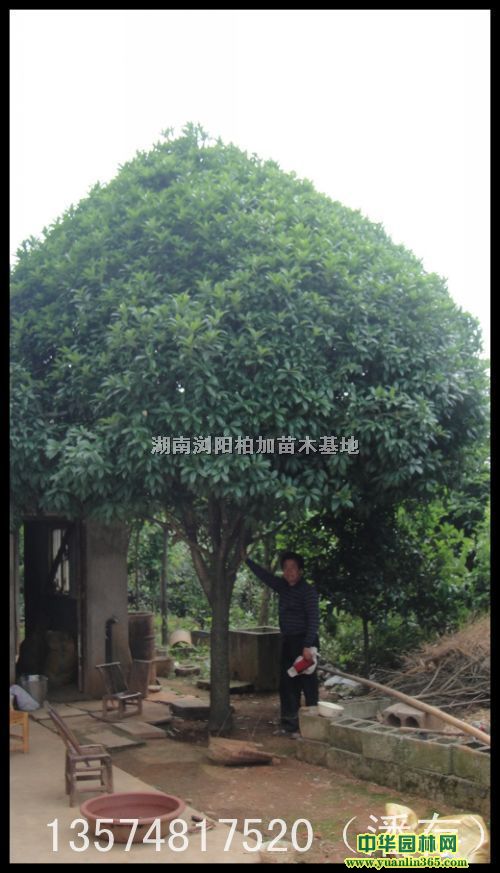 桂花