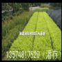 ��ҶŮ��