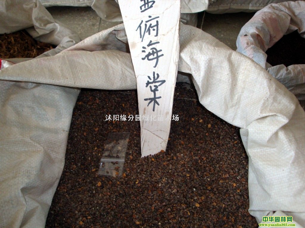 ����������޲�ƺ���ӣ��ļ����Ƥ���ӣ���