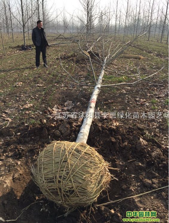 ����ľ���Ͼ�.��ޱ�����պ죩.ӣ��.����
