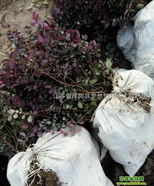 �컨��ľ.��.����ľ.��ͩ.Ǿޱ.�����١�������