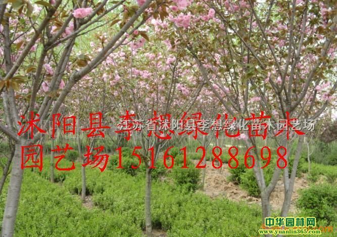�Ͼ�.��ޱ.����.ӭ��.ľ��.ӣ��