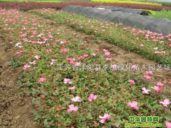 �¼�С�硢���뻱С�硢���С�硢�Ͼ�С�硢��ޱС��