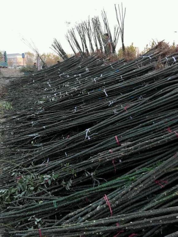 ������������������ƽ𻱡��߸�Ů�ꡢ��ҶŮ��