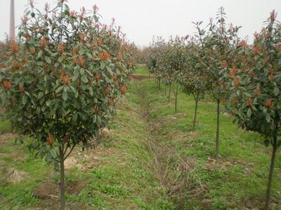 3-4���ֺ�Ҷʯ���