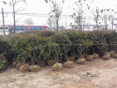�ڷ�80���ֵ�1�׺�Ҷʯ���