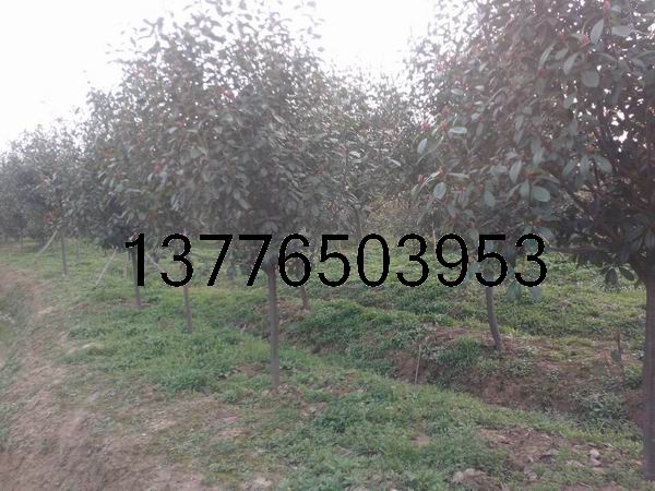 5-8���ֺ�Ҷʯ骣�30������