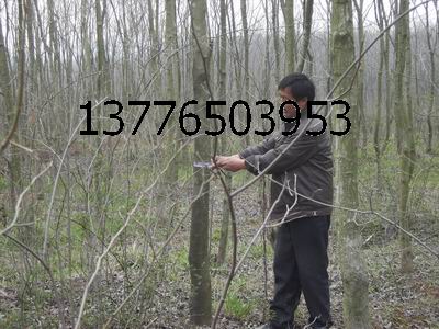 12�����޻���������ҶŮ�ꡢ������