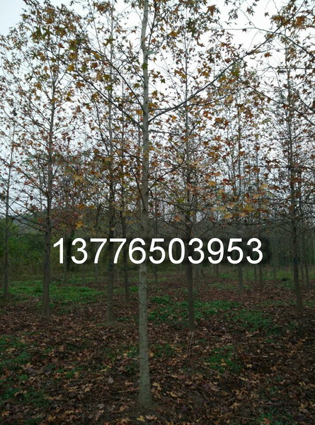 15-20公分北美枫香价格(没杀头有主杆)