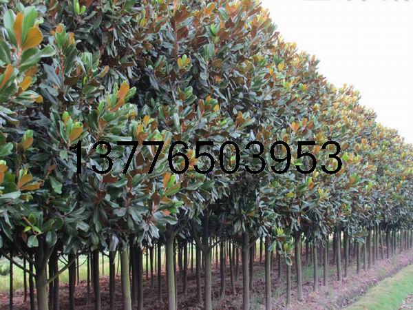 4���ֺ�8���ֹ�����������ֱ