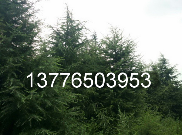 5�׸�ѩ�ɡ����2.5��