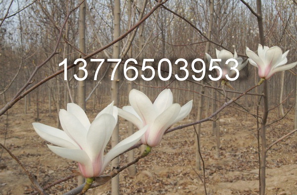 5���ְ��������ɴ�������