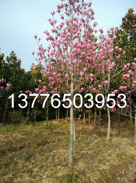 8-10���ֺ���������������״�ÿ�