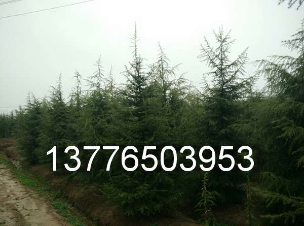 �Ͼ�ѩ�ɱ�׼��4��ѩ��