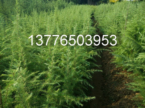 1��1.5��1.8�׸��Ͼ�Сѩ�ɼ۸�