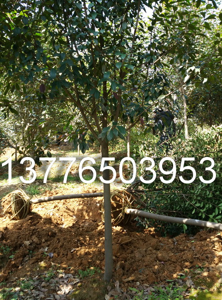 5���ֺ�Ҷʯ骼۸��Ͼ���Ҷʯ�����