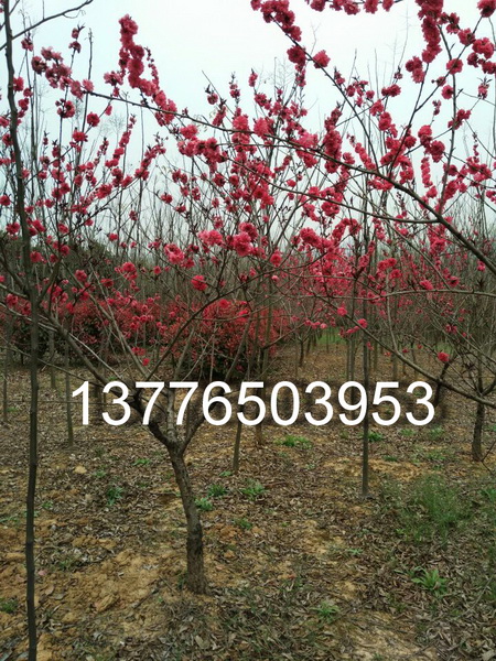 ���ҡ��Ͼ���Ҷ���Ҽ۸�3-6���֣�