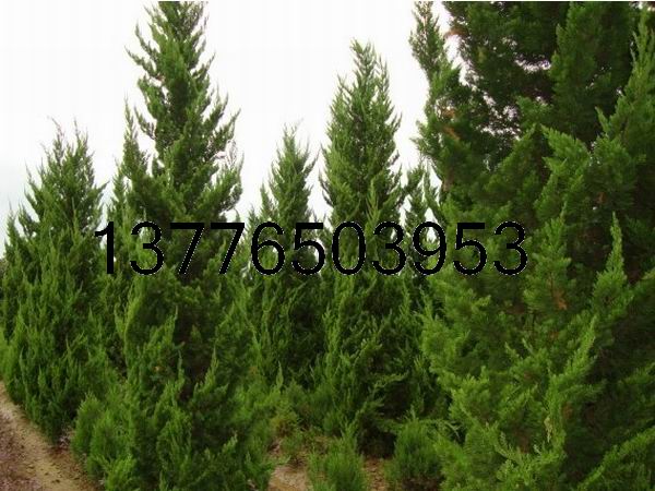 ���ؼ۸�ֱ�����ؼ۸�