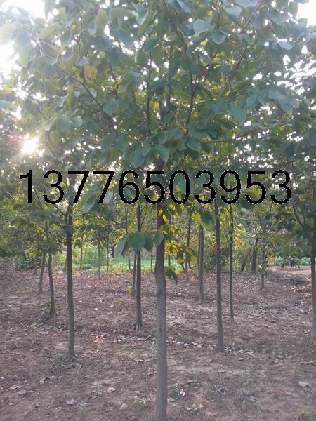 5��6��8���ְ������۸�